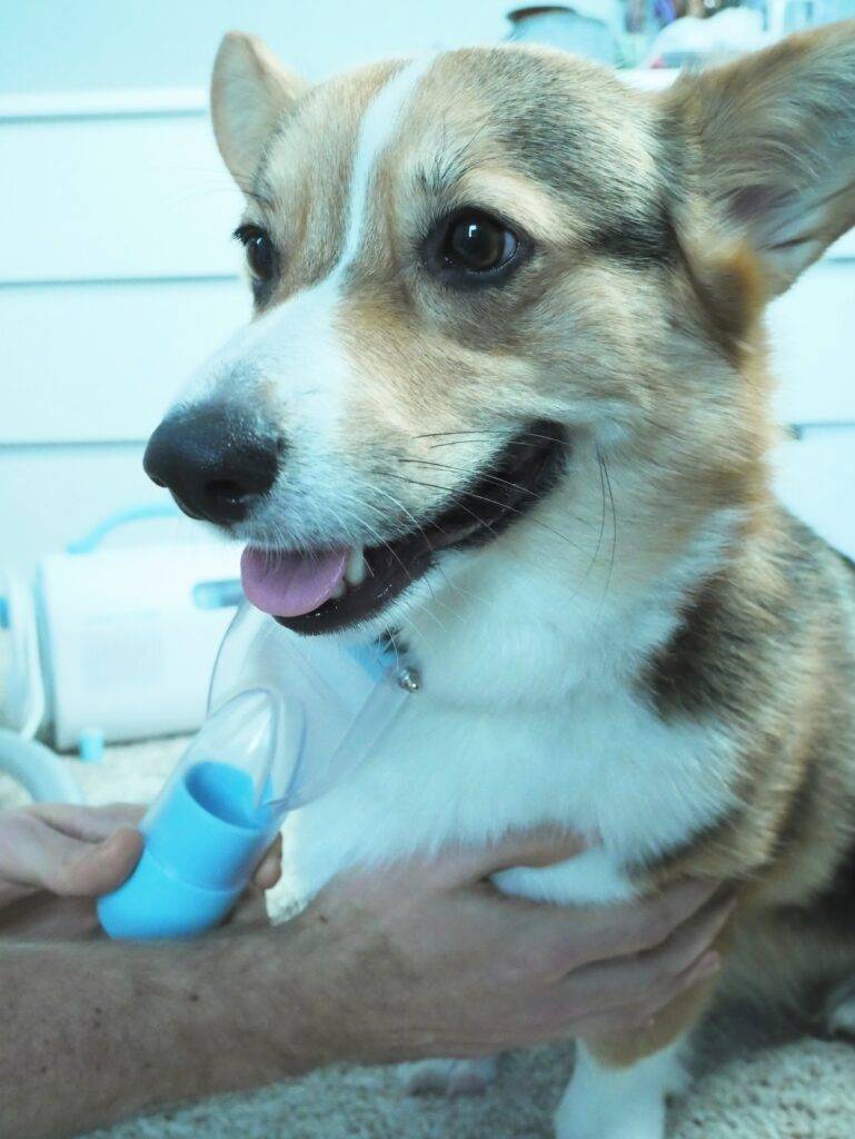 Atlas enjoying the Uproot clean detangle brush
