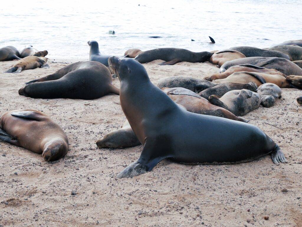 Sea lions lounging on the sand in the Galapagos Islands