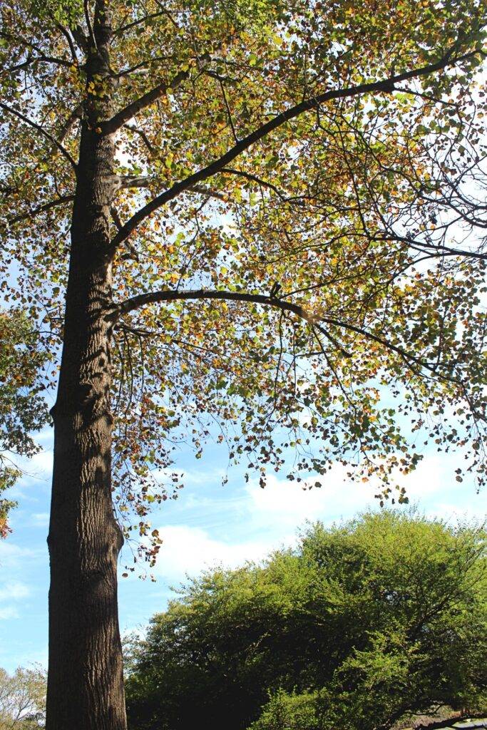 Fall color tree at norfolk botanical garden