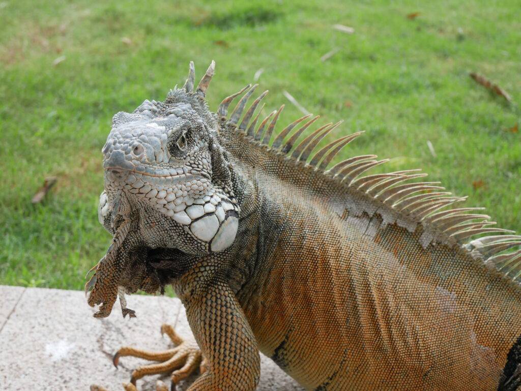 Large iguana in Guayaquil Ecuador