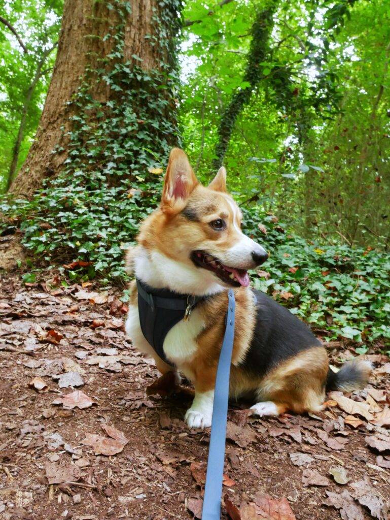 Dog in a forest with a harness and leash; travel accessories