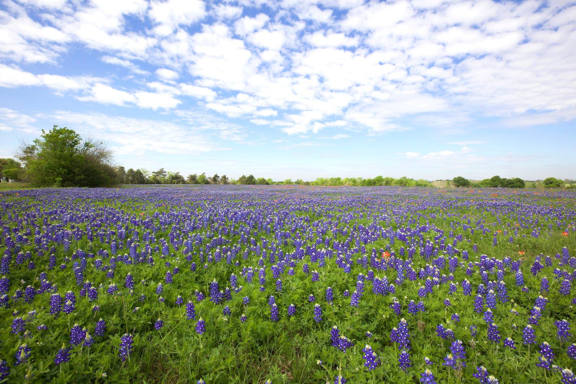 blooming bluebonnet meadow