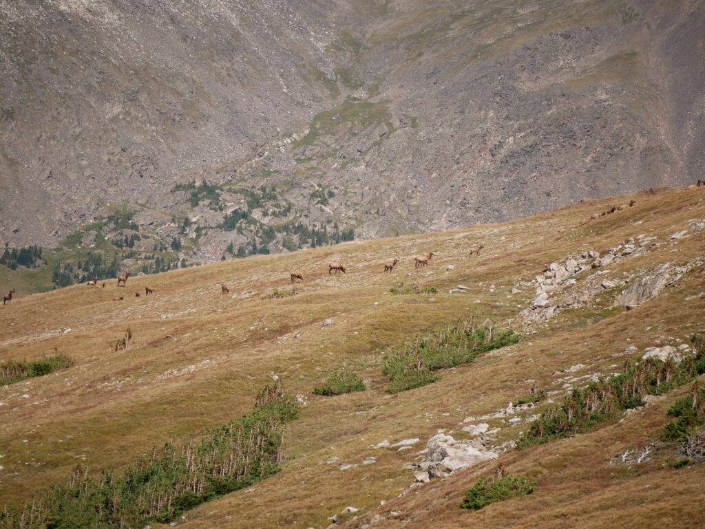 a herd of elk grazing on a mountainside
