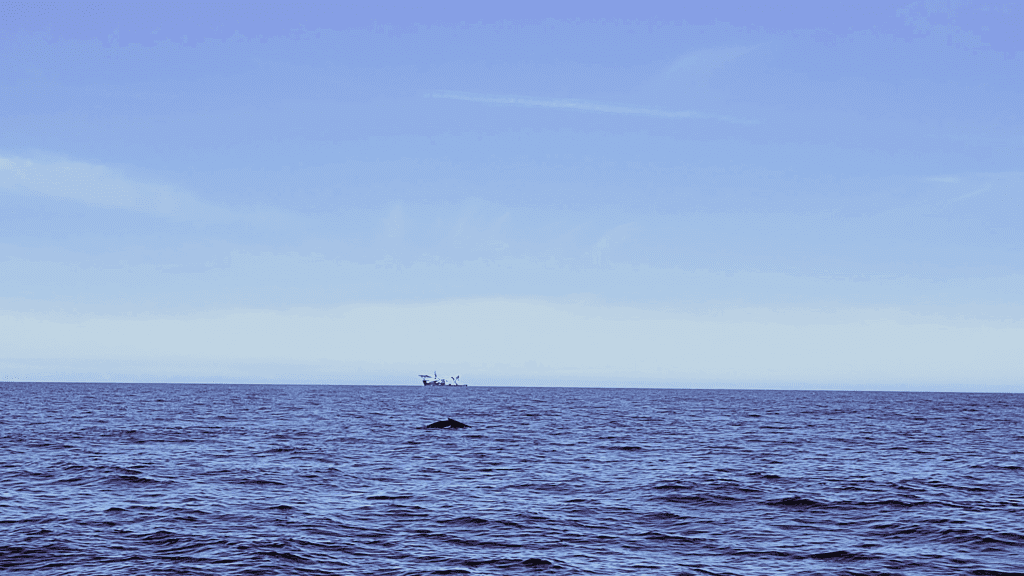Whale breaching off the coast of Virginia Beach whale-watching tour Rudee Tours