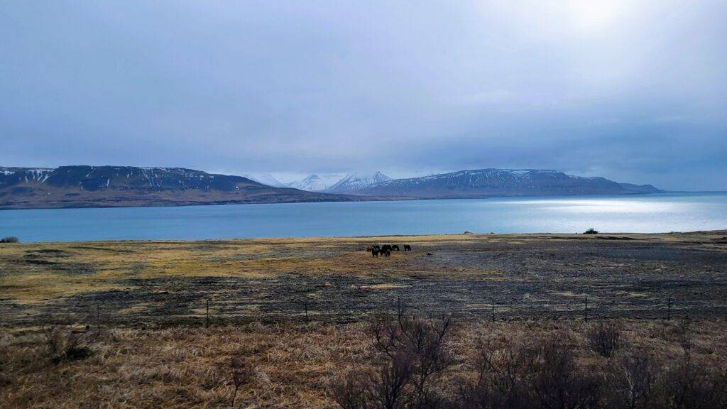 Icelandic horses grazing next to a fjord