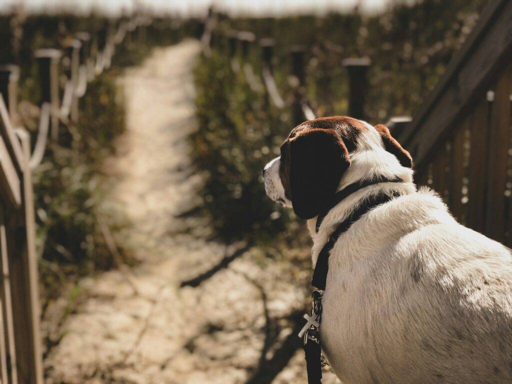 dog looking over a sandy trail pet-friendly Charleston