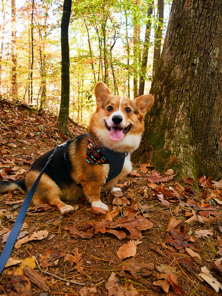Atlas the corgi on a dog-friendly trail in Virginia