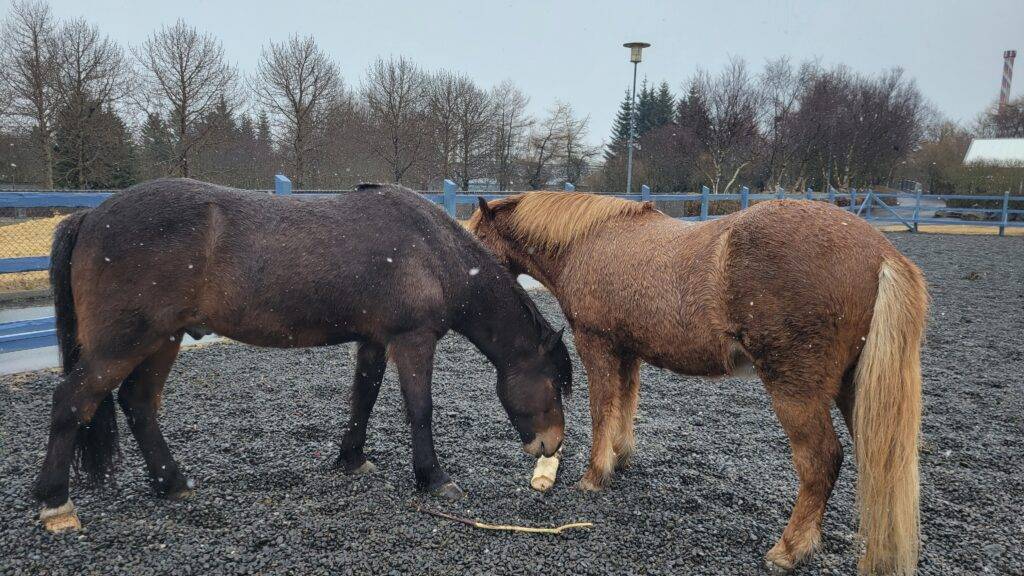 Icelandic Horses
