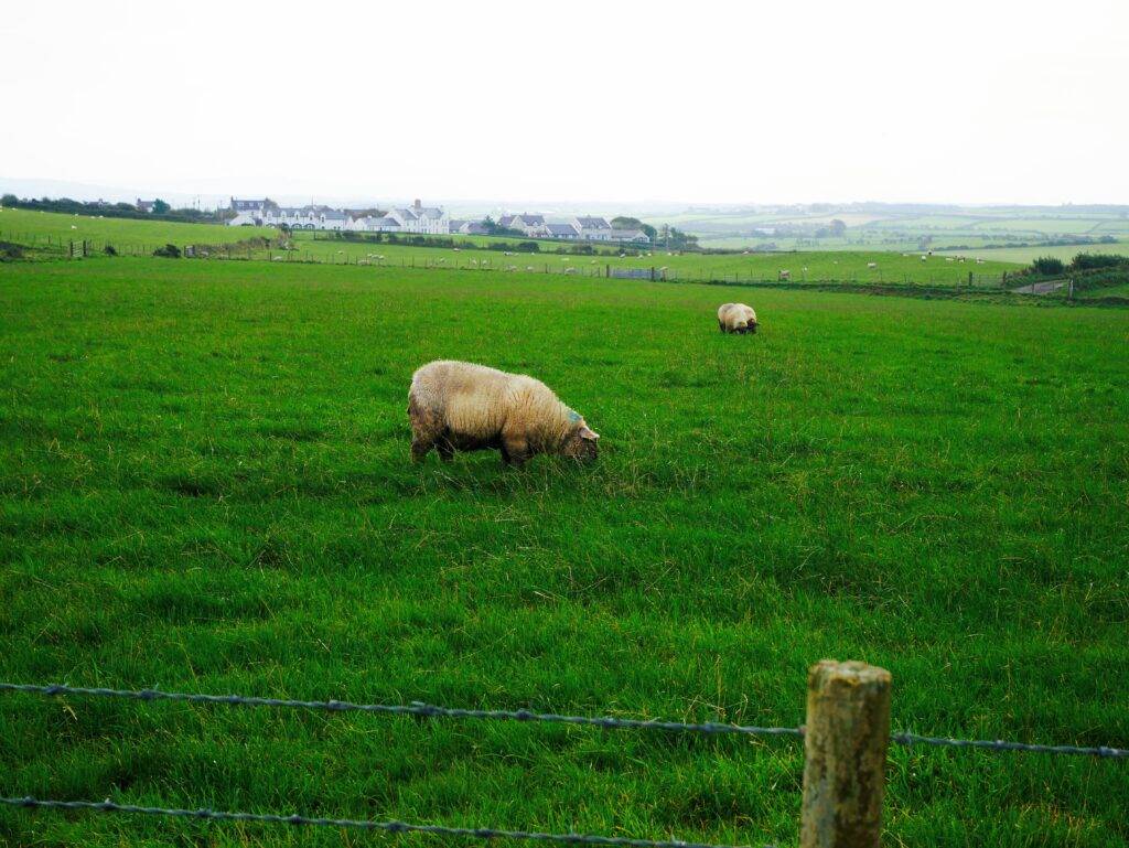 Sheep grazing above the Giant's causeway