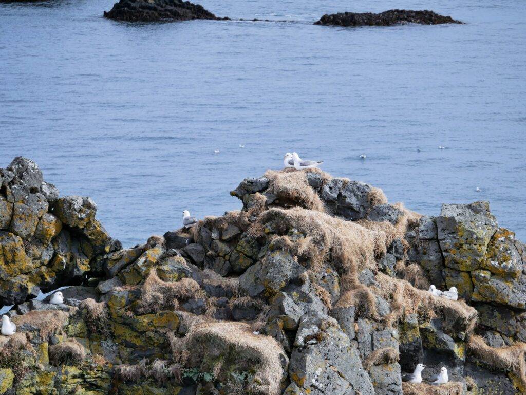 Sea birds nesting at Anarstapi, Snæfellsnes Peninsula, Iceland