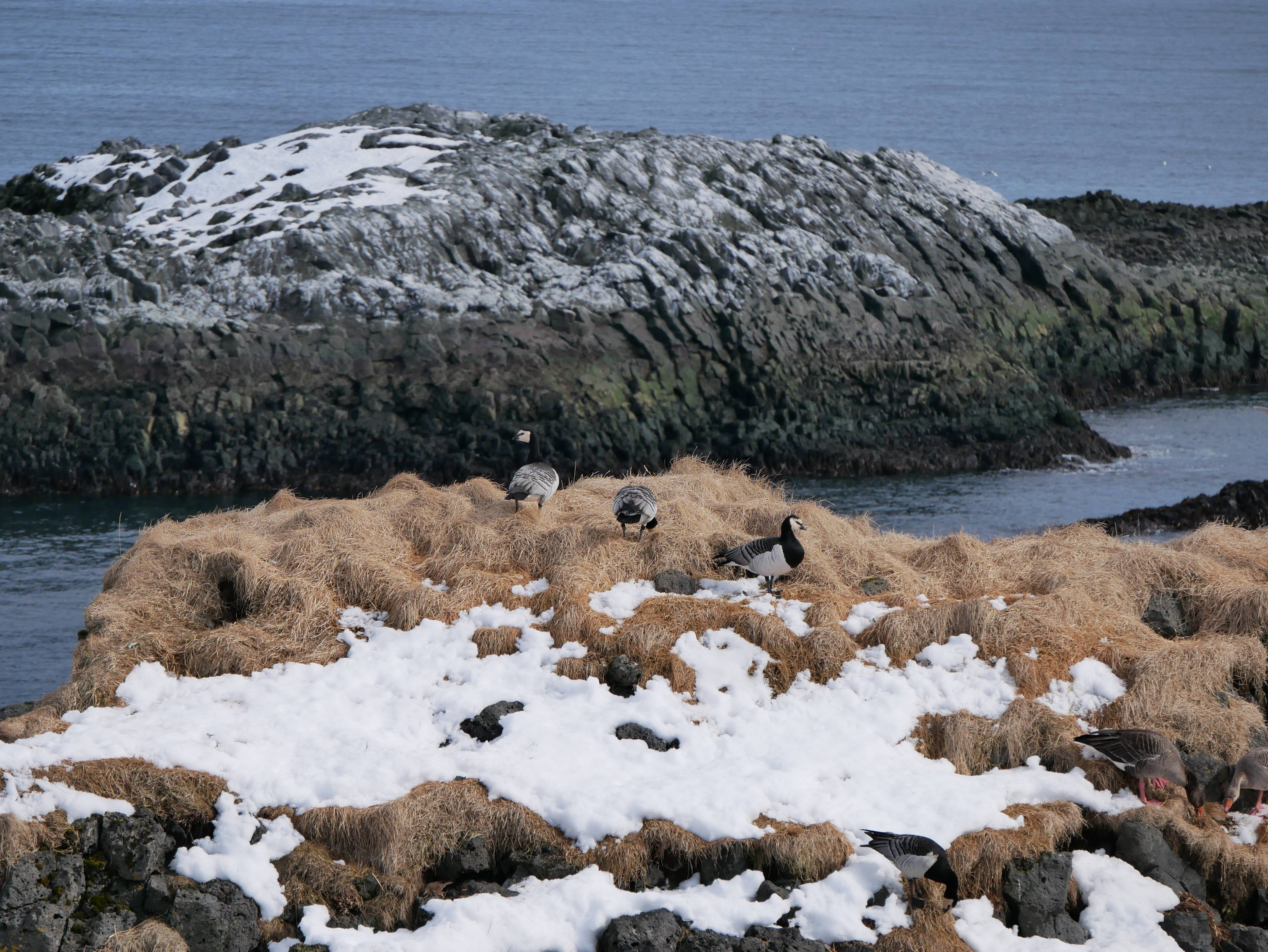 Sea birds at Snaefellsnes Peninsula