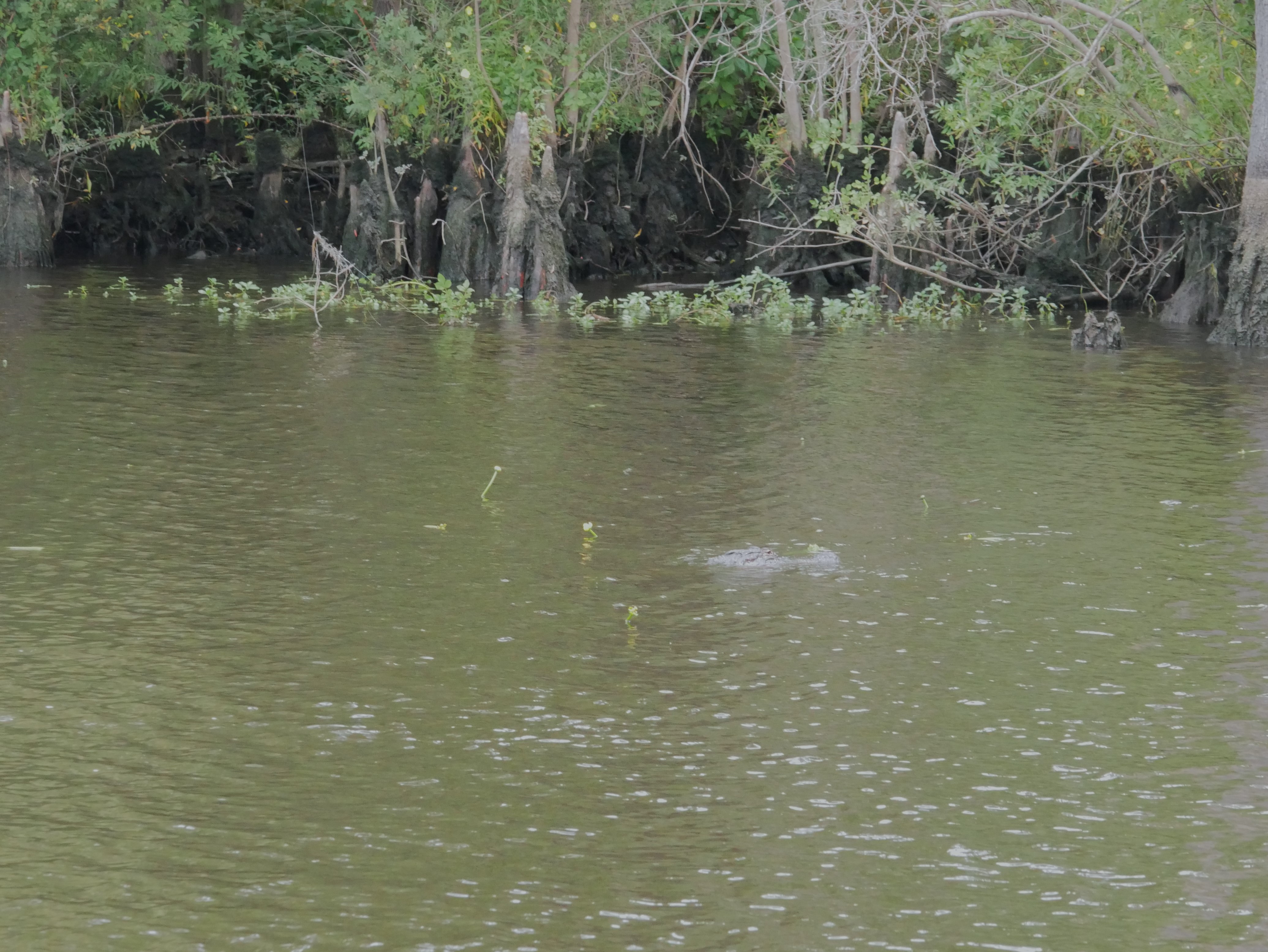 Alligator in the Waccamaw River