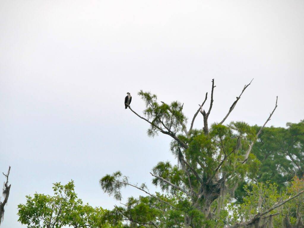 Osprey perched in a tree on the Waccamaw River