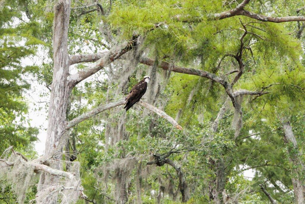 Osprey in Myrtle Beach