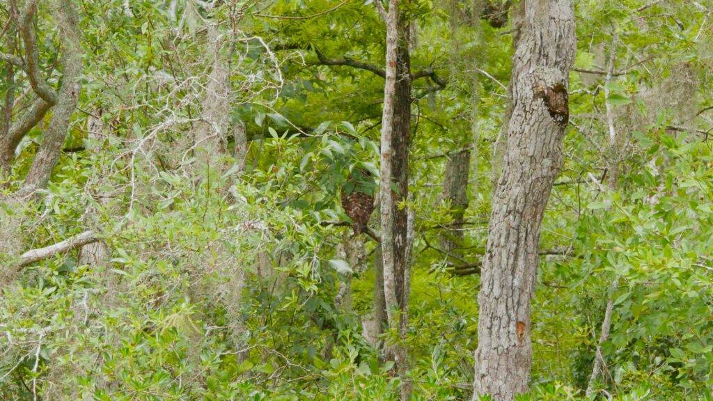 Owl hiding in a tree along the banks of the Waccamaw River