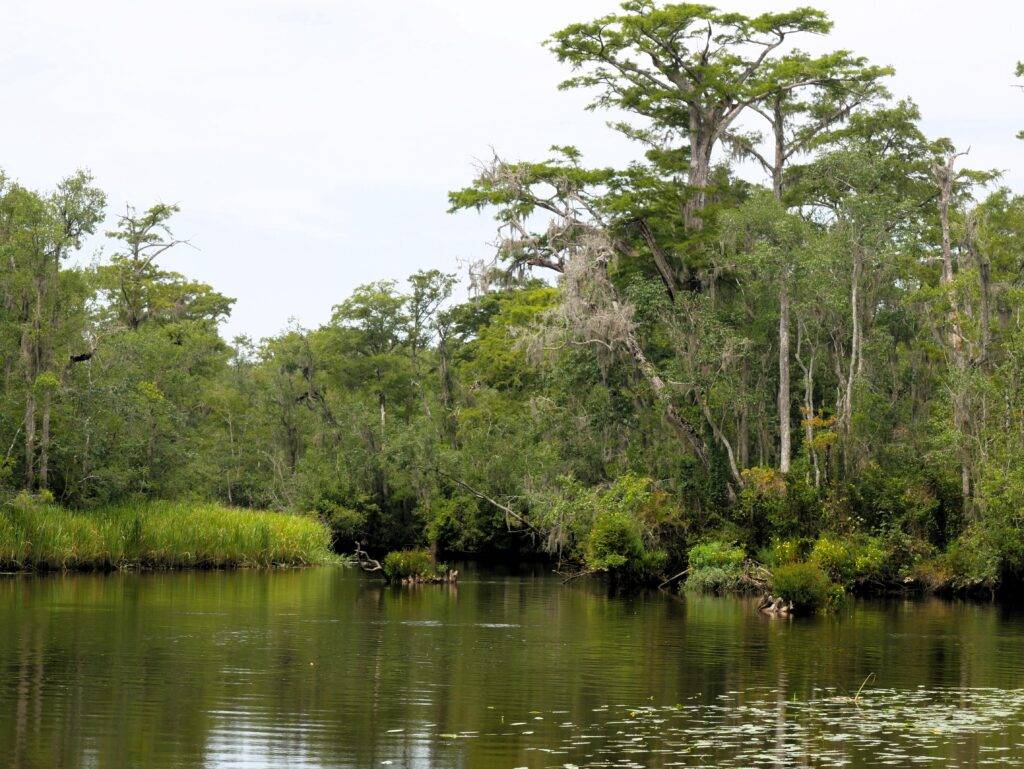 Greenery surrounding a serene river