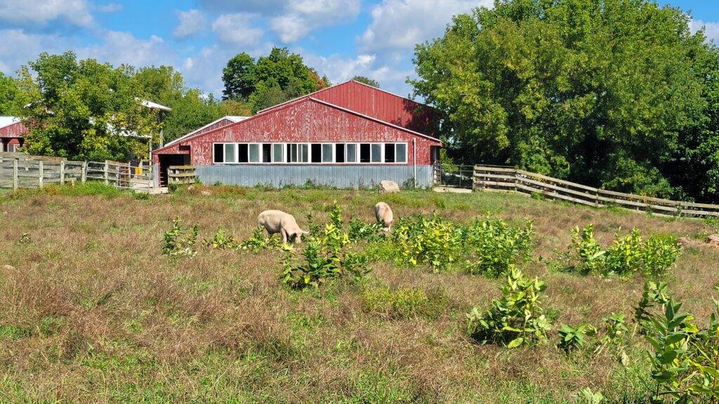 Pigs grazing with a barn in the background at Farm Sanctuary