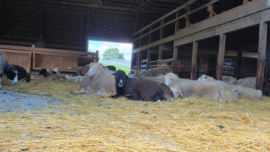 Sheep laying in a barn
