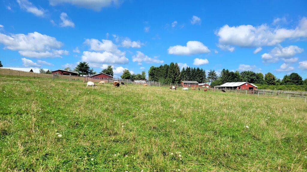 Goats grazing on a farm with red barns and blue sky