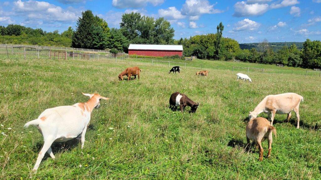 Goats grazing in a pasture at Farm Sanctuary