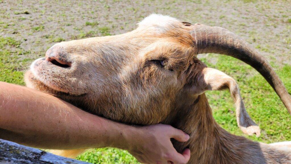 Goat enjoying some snuggles at Farm Sanctuary