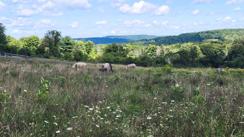 Pigs grazing in a field in Watkins Glen, NY