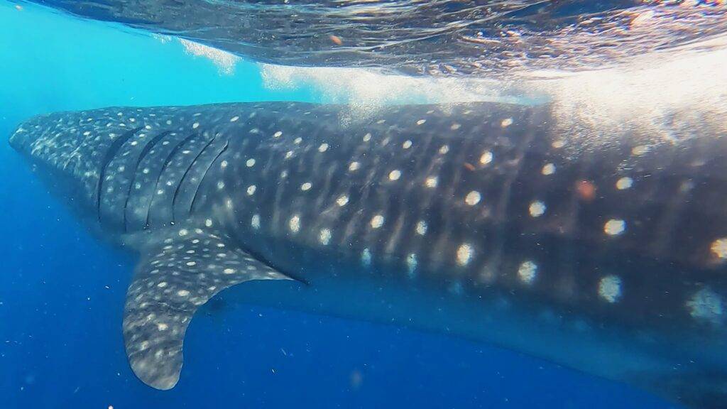 Swimming with whale sharks in Mexico