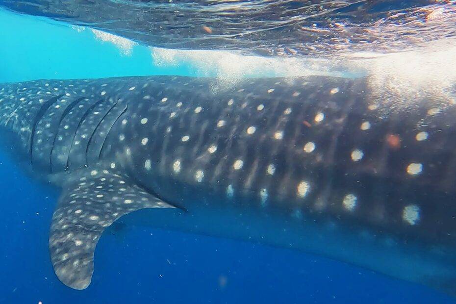 swimming with whale sharks in mexico