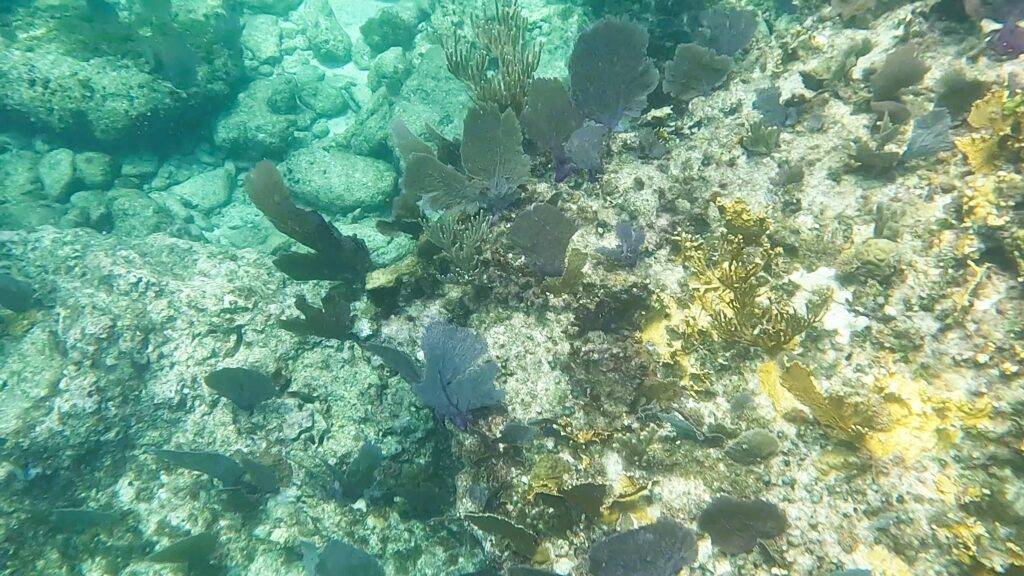 Coral reef near Isla Mujeres Mexico