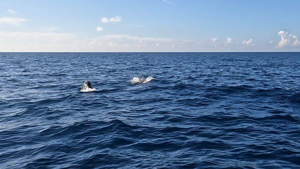 Dolphins playing in the waves near Isla Mujeres