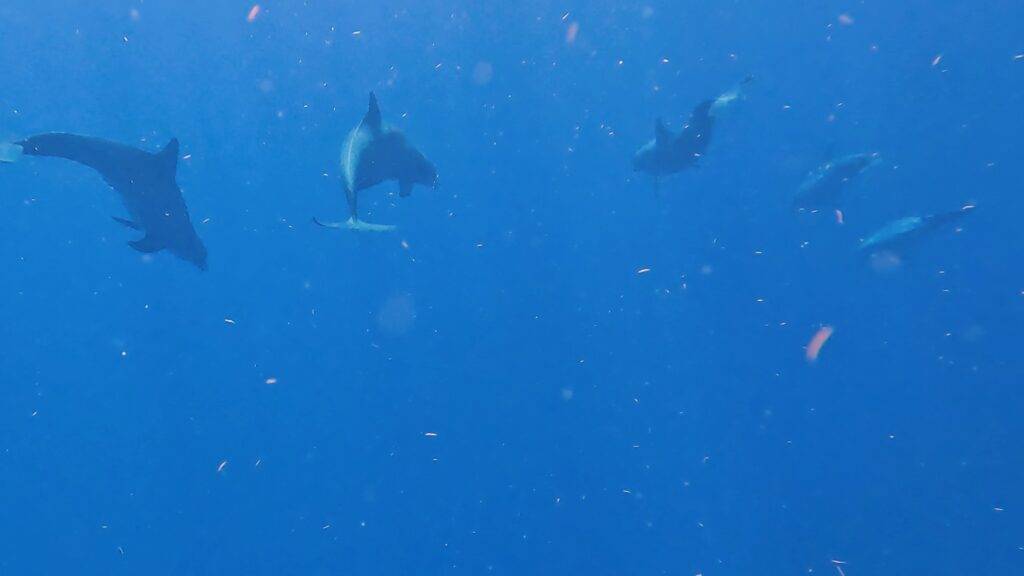 dolphins in Mexico