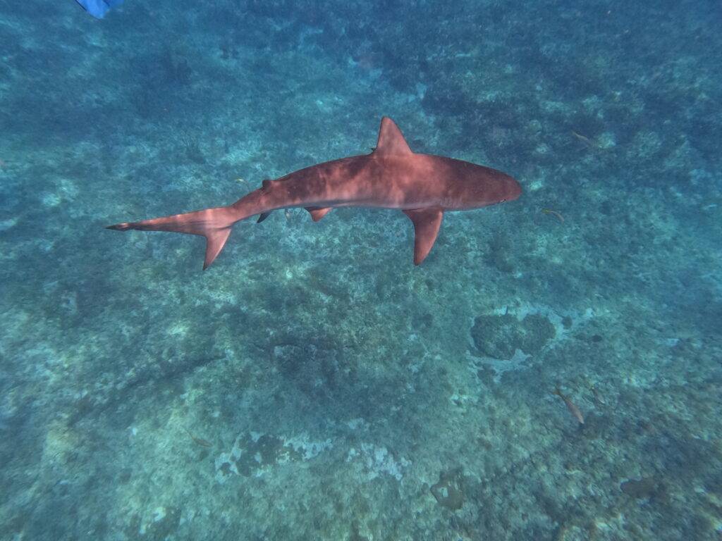 A reef shark in Bimini