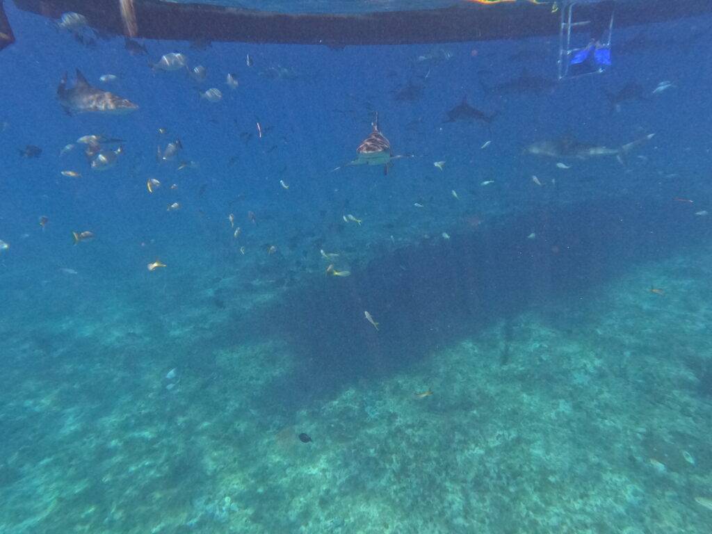 Snorkeling with reef sharks and tropical fish