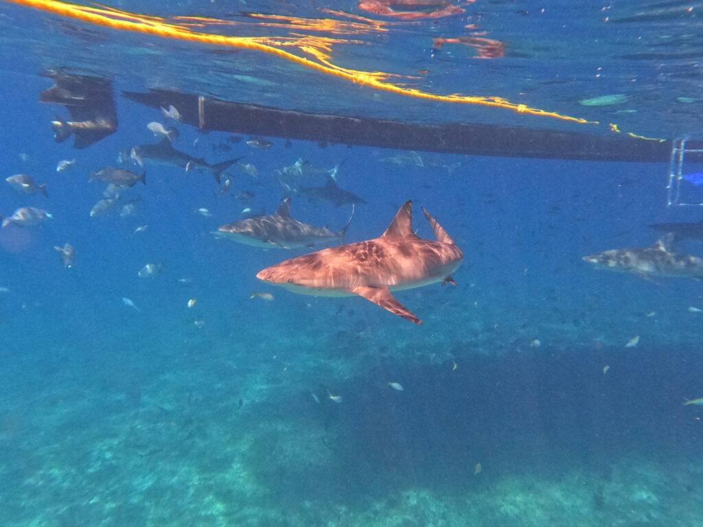 Reef sharks in Bimini, Bahamas