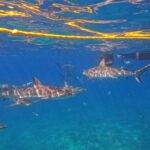 Snorkeling with reef sharks, Bimini, Bahamas