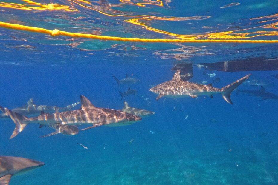 Snorkeling with reef sharks, Bimini, Bahamas