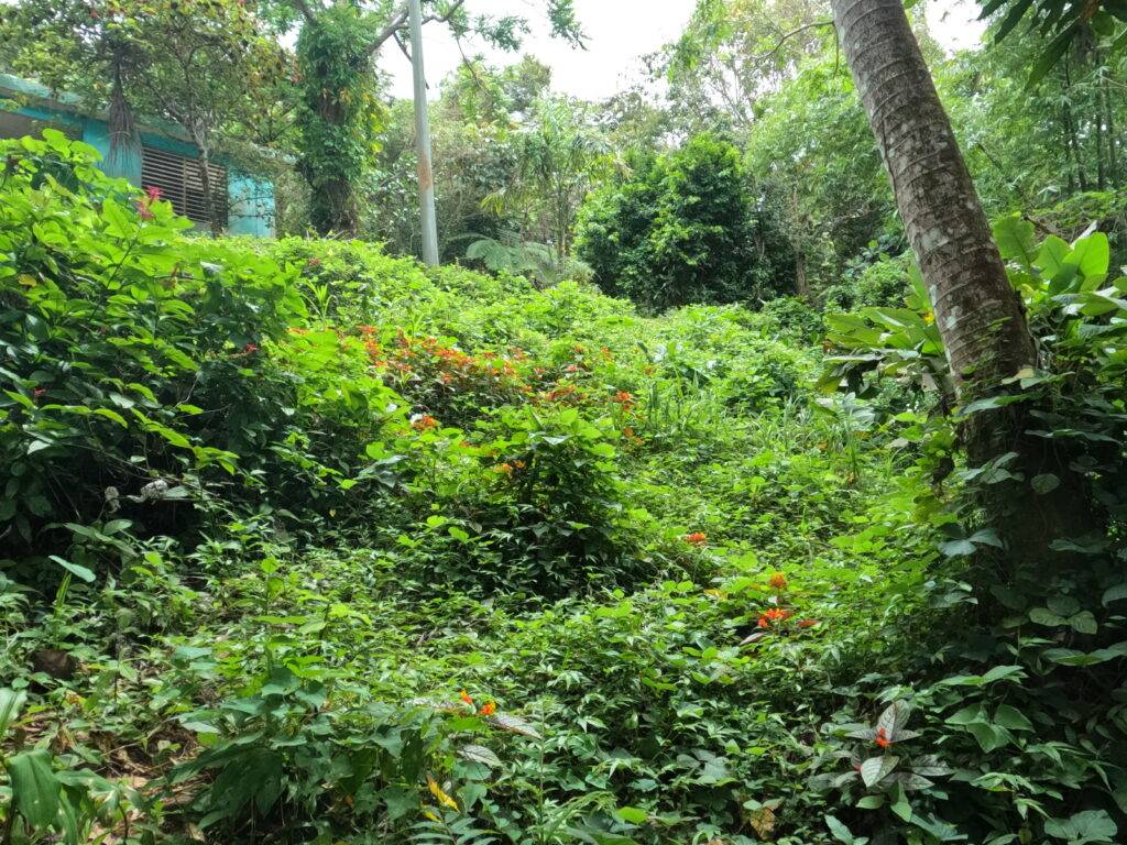 Flowers and plants in El Yunque NationalForest
